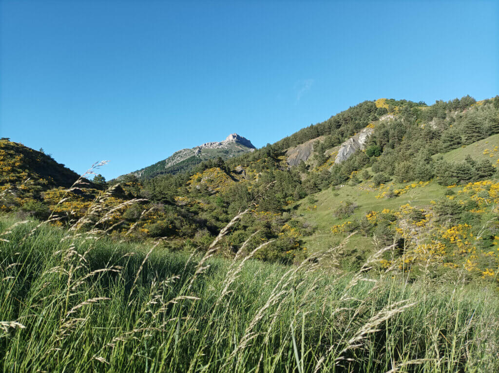 IMG 20240622 075219 miroir