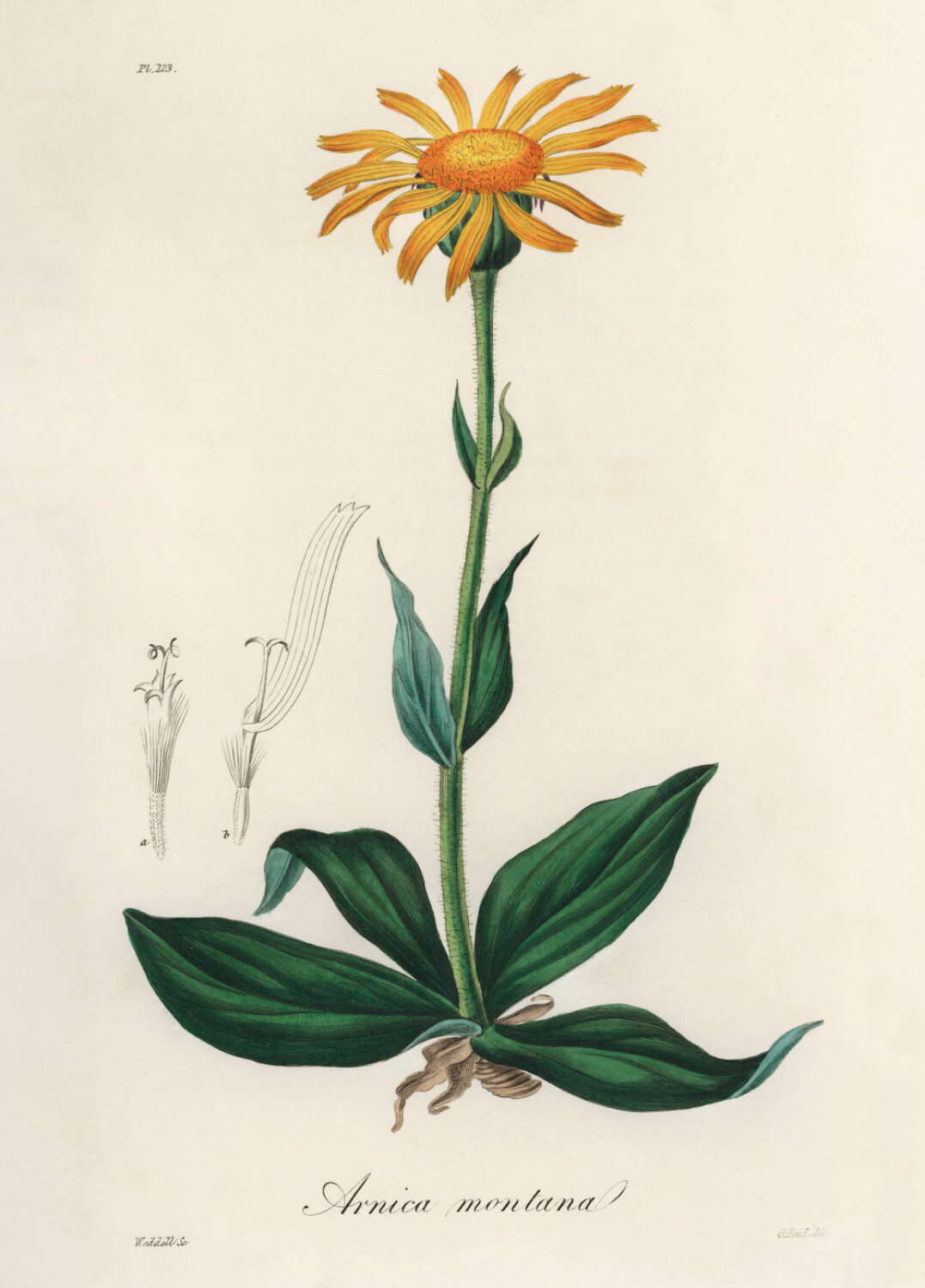 Aristoloche