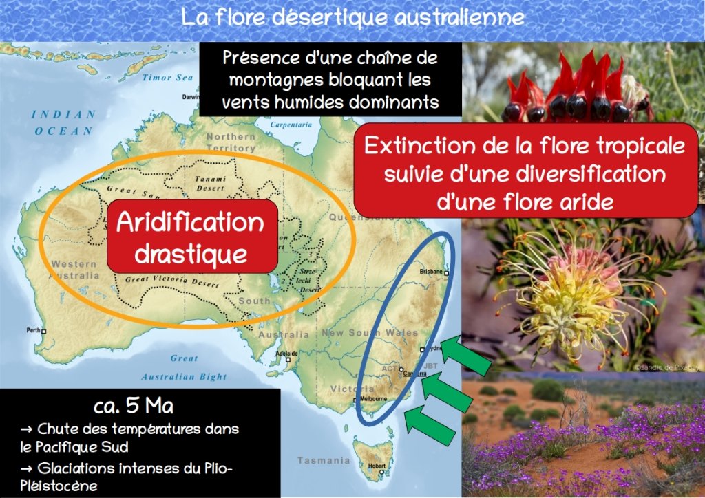 Cours2 processus evolution part2