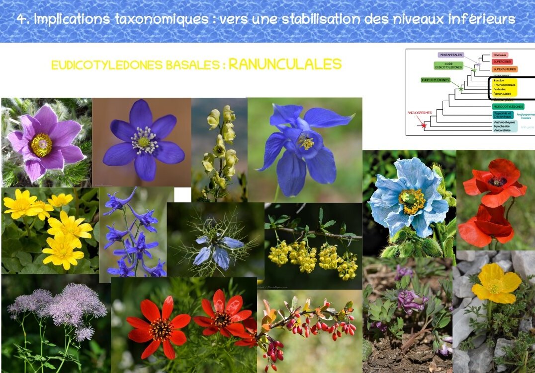 Cours botanique classification suite