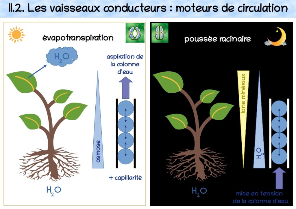 Cours fonctionnement plante partie1