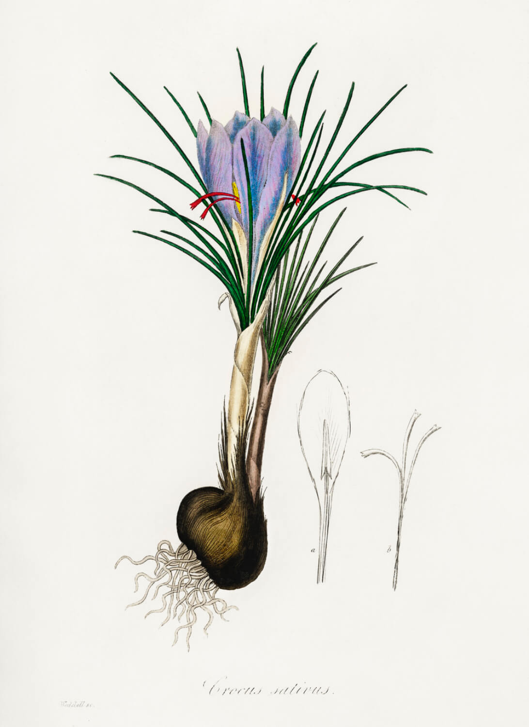 Crocus