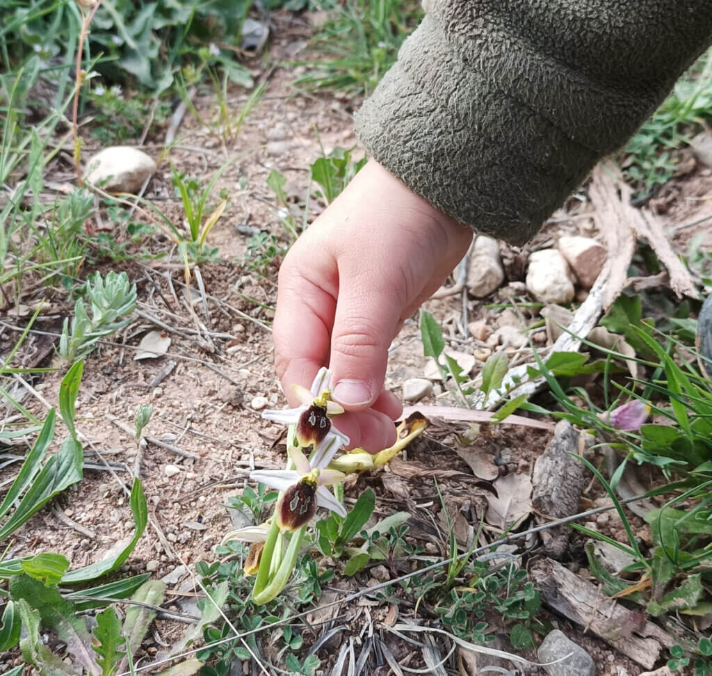 Ophrys